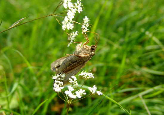 Schmetterling Foto