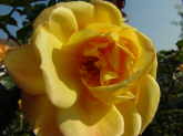 Rosengarten