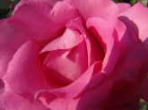 Foto Rose