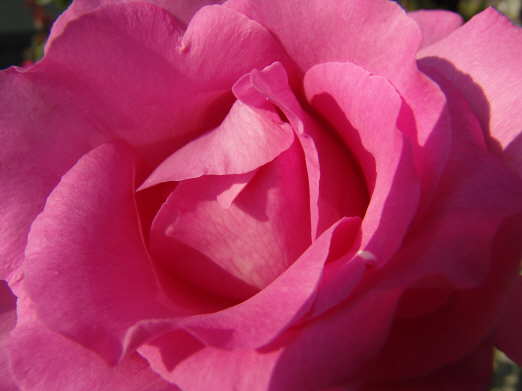 Foto Rose