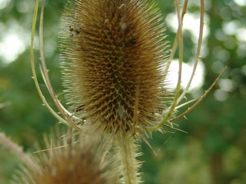 Bilder Baumkronenpfad