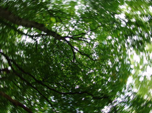Bilder Baumkronenpfad