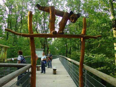 Bilder Baumkronenpfad Hainisch