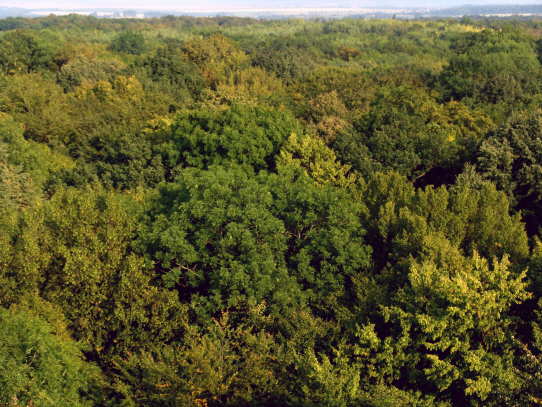 Bilder Baumkronenpfad Hainisch