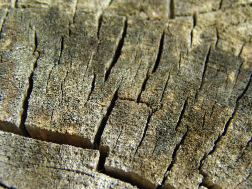 Bilder Baumkronenpfad Hainisch