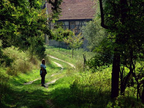 Bilder Baumkronenpfad Hainisch