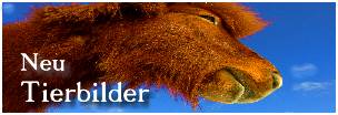 Logo_Tierbilder