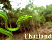 Fotos Thailand und Koi Samiu Bilder Impressionen